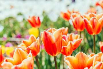 Colorful tulip garden in spring