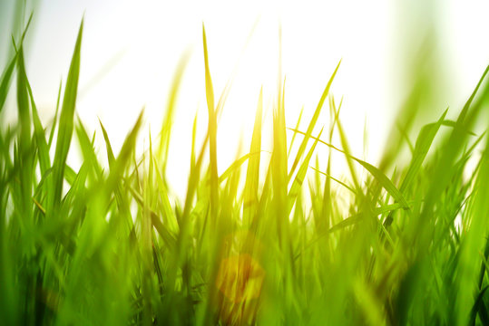 green grass on green background