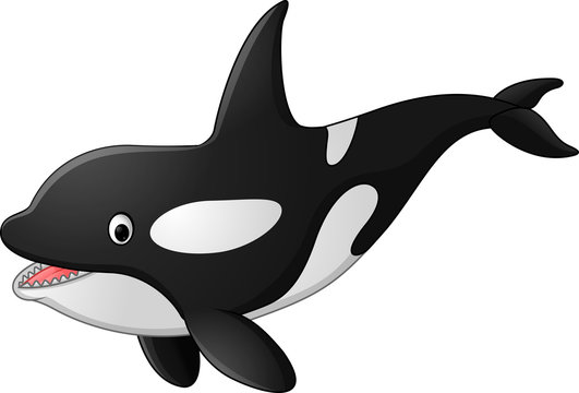 Cute killer whale cartoon