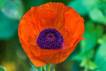 red poppy flower in the garden