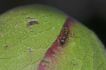 Ant on flower bud, Ameise auf Blütenknospe