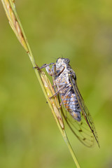 Closeup of Cicada orni on stem in the south of France and  viewed from profile and underneath