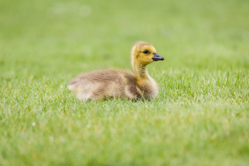 Obraz premium Gosling in the Grass - A newborn Canada Goose