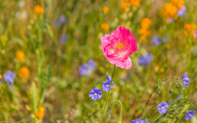 red poppy flower in the garden
