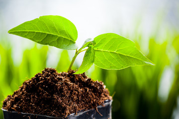 green sprouts have sprouted in the ground