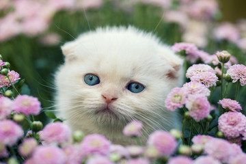 Cute little white scottish fold kitten sitting in flower meadow