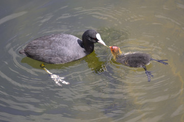 Closeup Eurasian Coot (Fulica atra) feeding its chick on water
