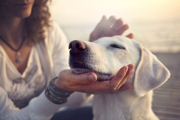 owner caressing gently her dog - obrazy, fototapety, plakaty