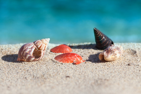 Idyllic scene with shells on the sandy beach