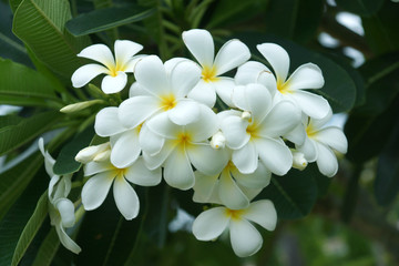 Obraz na płótnie Canvas White flowers are fragrant relaxing.