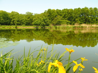 Fototapeta na wymiar 初夏の公園風景