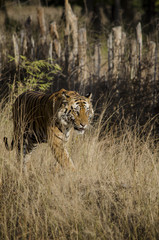 A Male Bengal Tiger marking his territory.Image taken during a tiger safari at Bandhavgarh national park in the state of Madhya Pradesh in India.Scientific name- Panthera Tigris Image Date: 10/01/2016