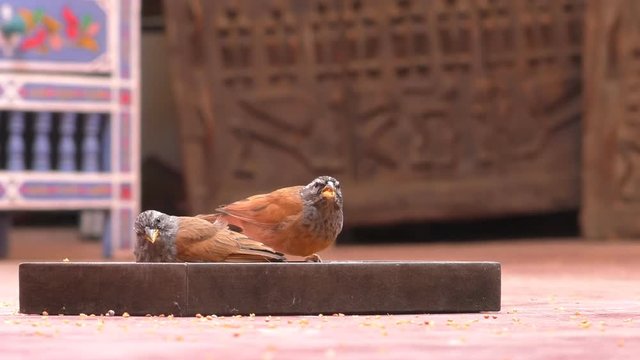 Two little wild birds, the house buntings (Emberiza sahari) eating seeds from wooden plate on the floor in Morocco, Africa.Ground level shot