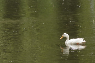 Fototapeta premium Canard blanc