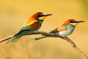 Pair of bee-eaters