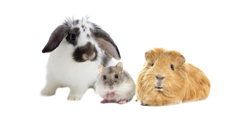 rabbit and the hamster and guinea pig looks