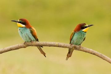Pair of bee-eaters