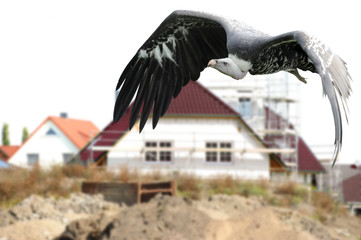 Geier 18