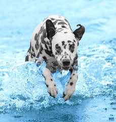 Dog swims and runs into the sea or river