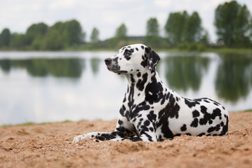 dog lying on the beach or the river