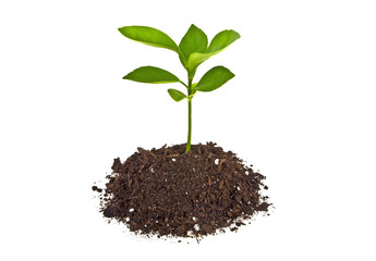 Young plant with humus isolated on white background