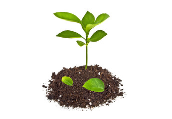 Young plant with humus isolated on white background