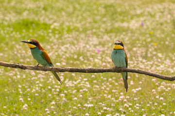 Pair of bee-eaters