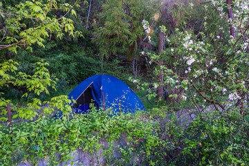 Blue tent in the lush forest.
