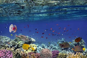 Naklejka premium Colorful reef underwater landscape with fishes and corals
