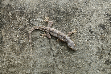 Lizard camouflaged on the wall