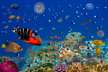 Panele Szklane  Kolorowy podwodny krajobraz rafy z rybami i koralami