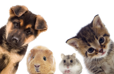 Fototapeta na wymiar Puppy and kitten and guinea pig