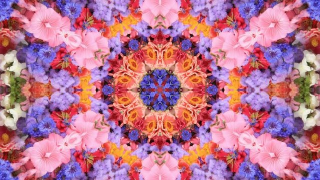 万華鏡.パンジー,花畑.4K