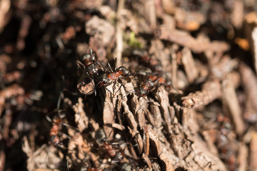Ameisenhaufen mit Waldameisen
Anthill with forest ants