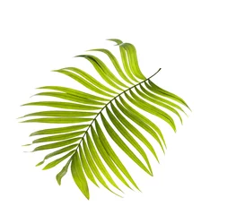 Zelfklevend Fotobehang Monstera Green leaves of palm tree on white background