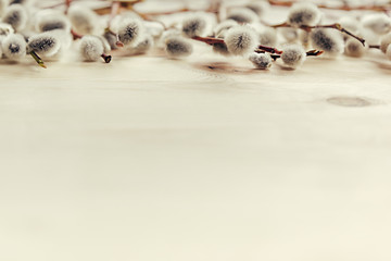 Spring wooden background with branches of willow. Copy space. Background. Texture.