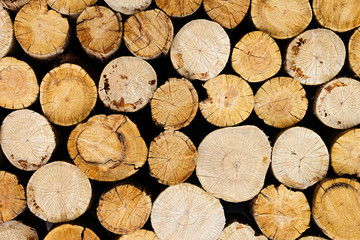 Tree stumps background. Wood background. Wooden texture.