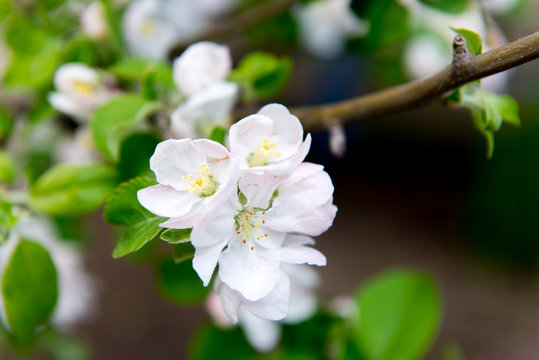 A blooming branch of apple tree in spring. Apple spring garden, gardening. Care, crop planting apple trees.