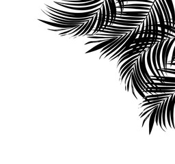 Fototapeta na wymiar black leaf of palm tree background