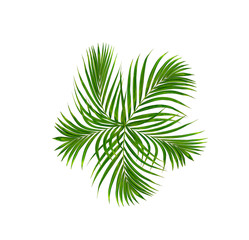 Green leaf of palm tree background