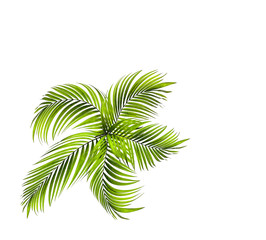 Green leaf of palm tree on white background