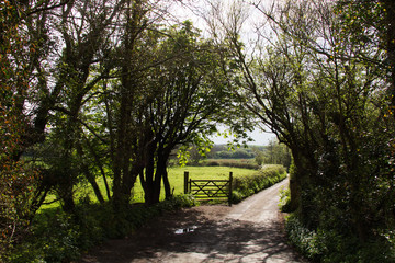 Countryside walk with path winding through trees