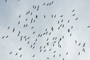 flock of flying birds