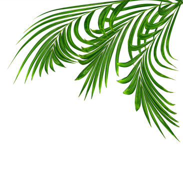 Green leaf of palm tree isolated on white background