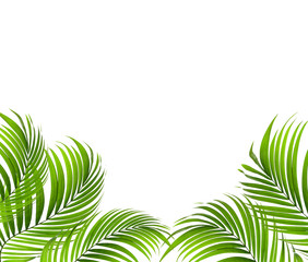 Fototapeta na wymiar Green leaf of palm tree background