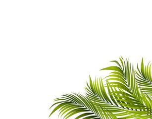 Naklejka na ściany i meble Green leaf of palm tree background