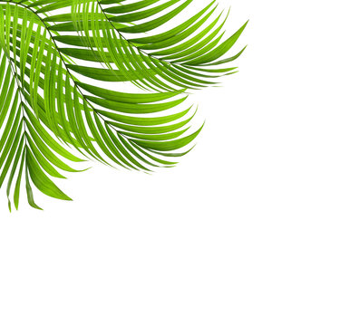 Green leaf of palm tree background