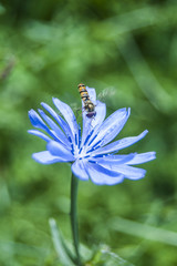 Wallpaper Bee fly on Blue Flower blur background