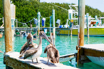 Big brown pelicans in Islamorada, Florida Keys