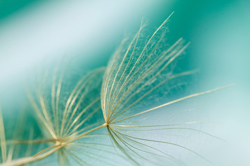 Macro of dandelion seed on abstract green background